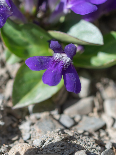 Lancea tibetica, photograph 6