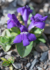 Lancea tibetica, photograph (c) Morten Ross, some rights reserved (CC BY)