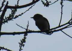 Vireo gilvus