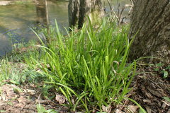 Carex gracillima