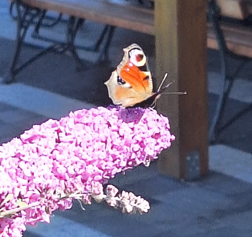 European Peacock Butterfly