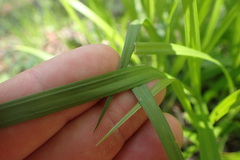Carex gracillima