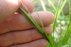 Carex gracillima