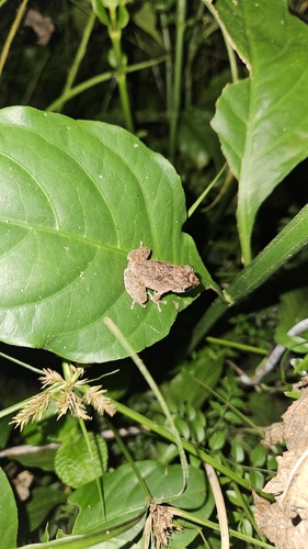 Kandian Shrub Frog