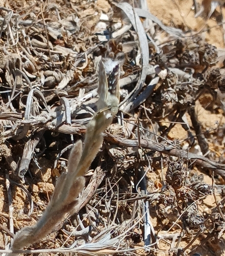 Desert Grizzled Skipper