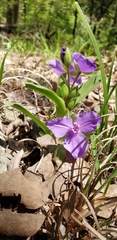 Tradescantia bracteata