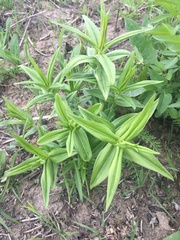 Gentiana alba