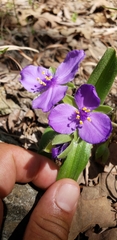 Tradescantia bracteata