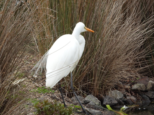 Great Egret