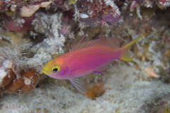 Pseudanthias randalli