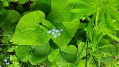 Brunnera