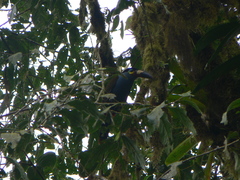 Andigena laminirostris