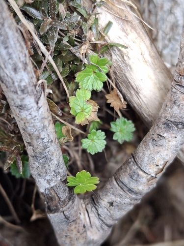 Geranium brevicaule, photograph 2
