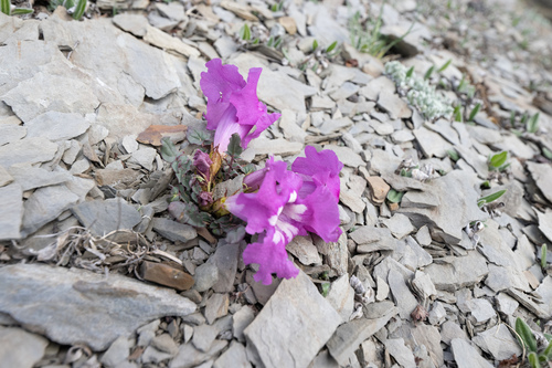 Incarvillea compacta, photograph 6