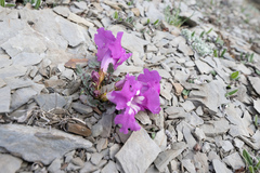 Incarvillea compacta, photograph (c) Morten Ross, some rights reserved (CC BY)