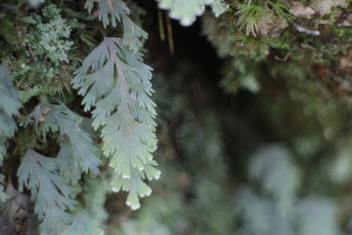 Hymenophyllum pallidum observed 2026-07-23