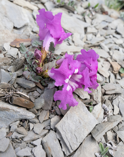 Incarvillea compacta, photograph 5