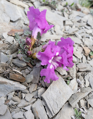 Incarvillea compacta, photograph (c) Morten Ross, some rights reserved (CC BY)