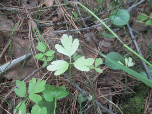 Adoxa moschatellina, photograph 5