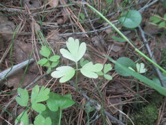 Adoxa moschatellina, photograph author not stated, no rights reserved