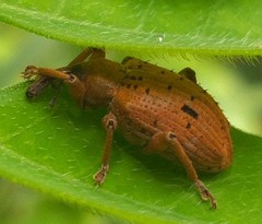 Phelypera distigma