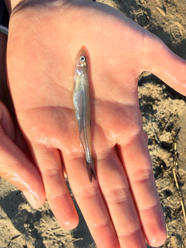European Smelt, Medezh Yegorsk, Karelia, RU, photo 9 of 10