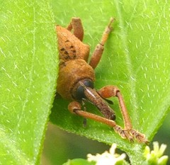 Phelypera distigma