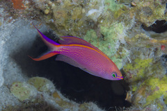 Pyronotanthias smithvanizi