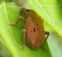 Phelypera distigma
