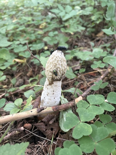 common stinkhorn