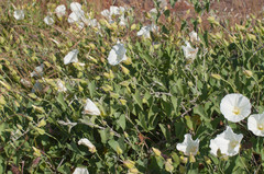 Calystegia macrostegia amplissima