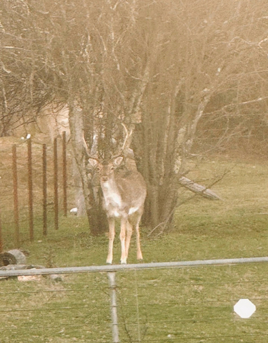 European Fallow Deer