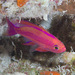 Randall's Anthias - Photo (c) Mark Rosenstein, some rights reserved (CC BY-NC-SA), uploaded by Mark Rosenstein