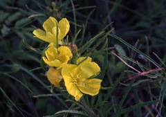 Oenothera berlandieri pinifolia