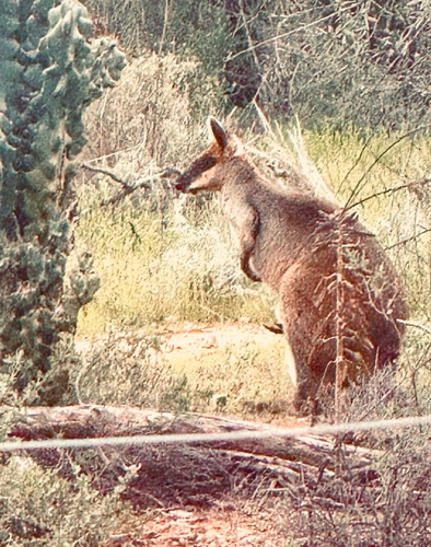 Swamp Wallaby