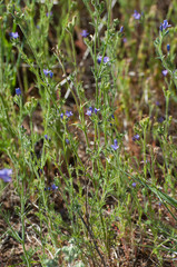 Gilia nevinii