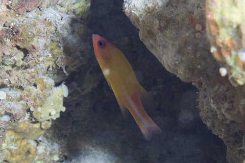 Manylined basslet (Liopropoma multilineatum) — Serranidae — 4
