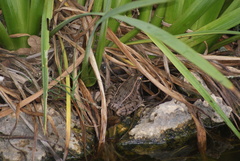 Lithobates sphenocephalus