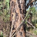 Acacia nefasia