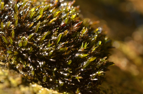 Schistidium agassizii observed 2026-07-25
