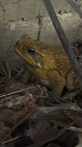 Rhinella marina observed 2026-07-30