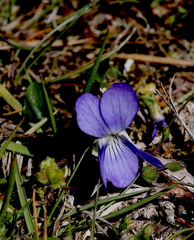 Viola canina