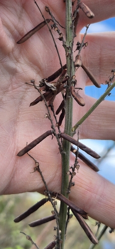 Indigofera arrecta observed 2026-07-30
