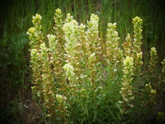 Castilleja citrina