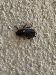 Loboptera canariensis