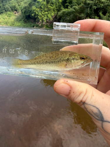 Largemouth Bass