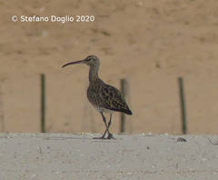 Numenius phaeopus