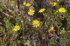 Senecio lyonii