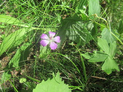 Geranium wlassovianum, photograph author not stated, no rights reserved