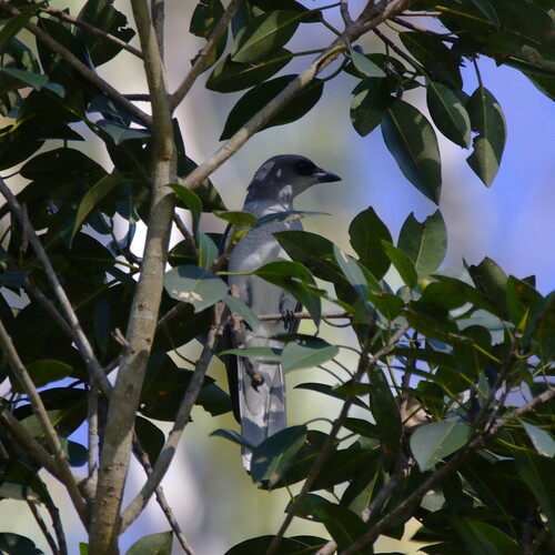 White-bellied Cuckooshrike